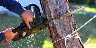 Best Tree Trimming and Pruning  in Tashua, CT